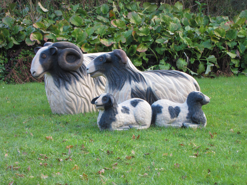 Sheep
