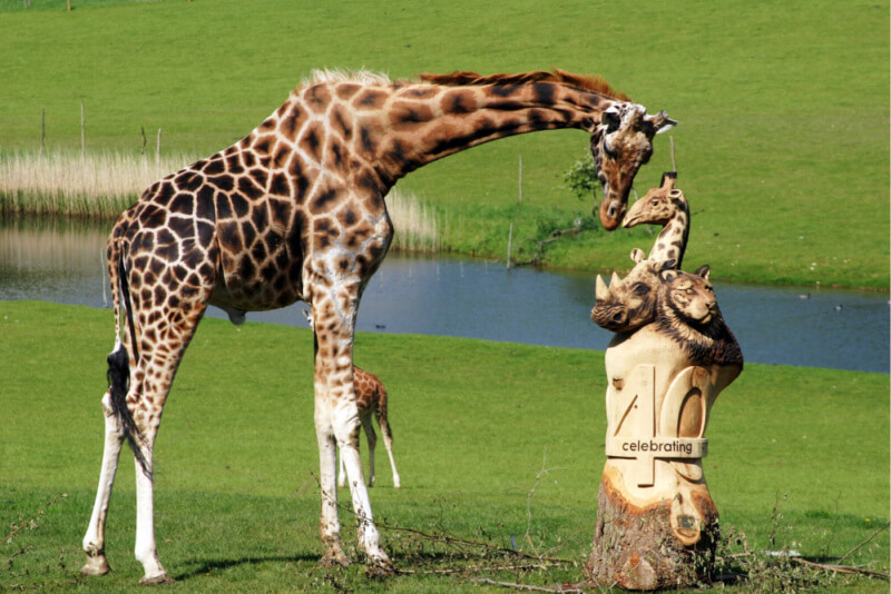 Marwell Giraffe